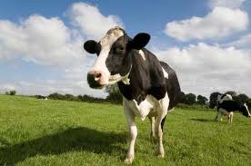 calcium-deficiency-symptoms-cow